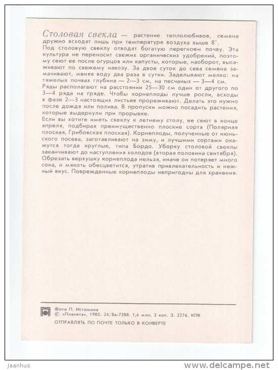 Beet - plants - vegetables - 1985 - Russia USSR - unused - JH Postcards