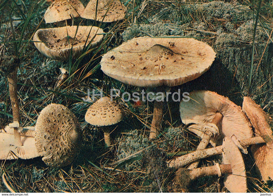 Parasol mushroom - Macrolepiota procera - Mushrooms - 1980 - Russia USSR - unused - JH Postcards