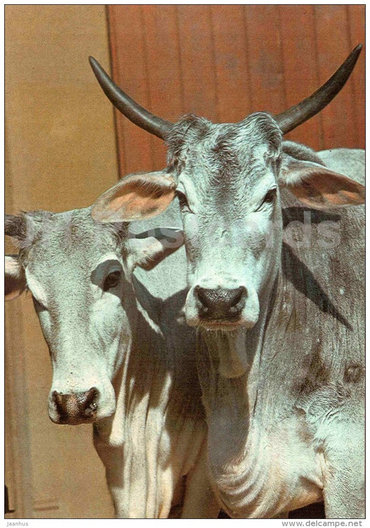 Aurochs - Bos taurus primigenius - large format card - Tallinn Zoo 50 - 1989 - Estonia USSR - unused - JH Postcards