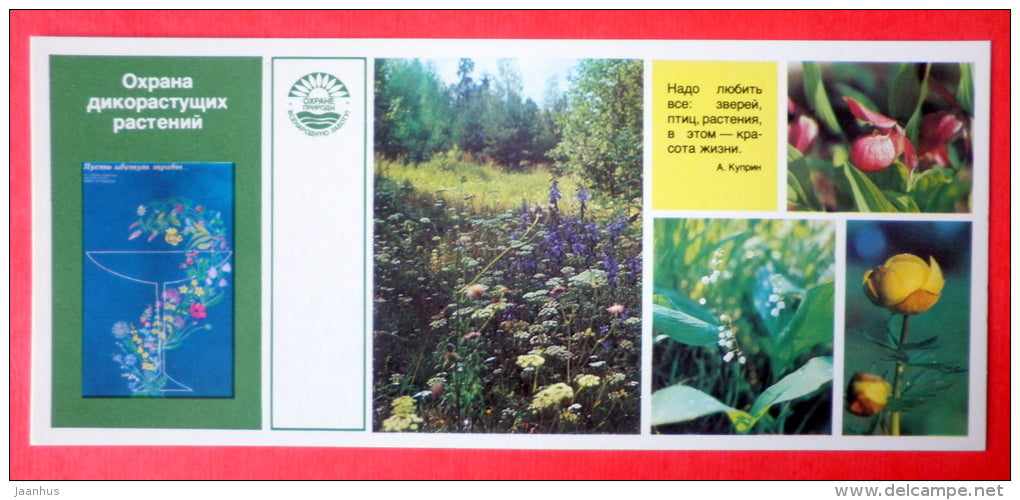 protection of wild plants - globe-flower - orchid - Nature Conservation - 1984 - USSR Russia - unused - JH Postcards