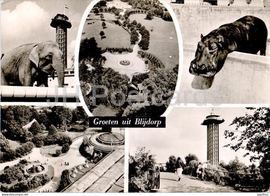 Rotterdam - Diergaarde Blijdorp - Zoo - animals - hippopotamus - elephant - 117 - 1960 - Netherlands - used - JH Postcards