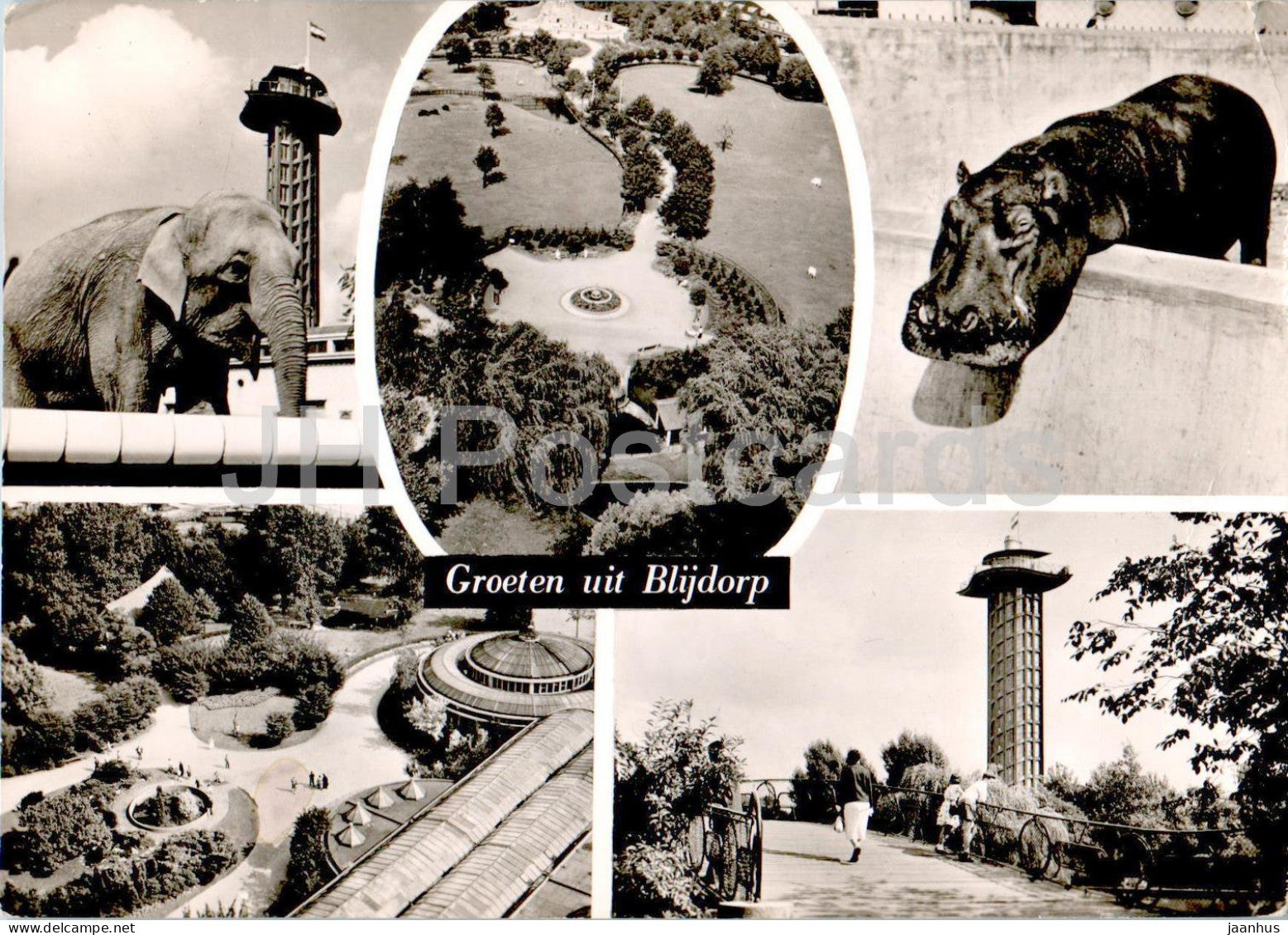 Rotterdam - Diergaarde Blijdorp - Zoo - animals - hippopotamus - elephant - 117 - 1960 - Netherlands - used - JH Postcards