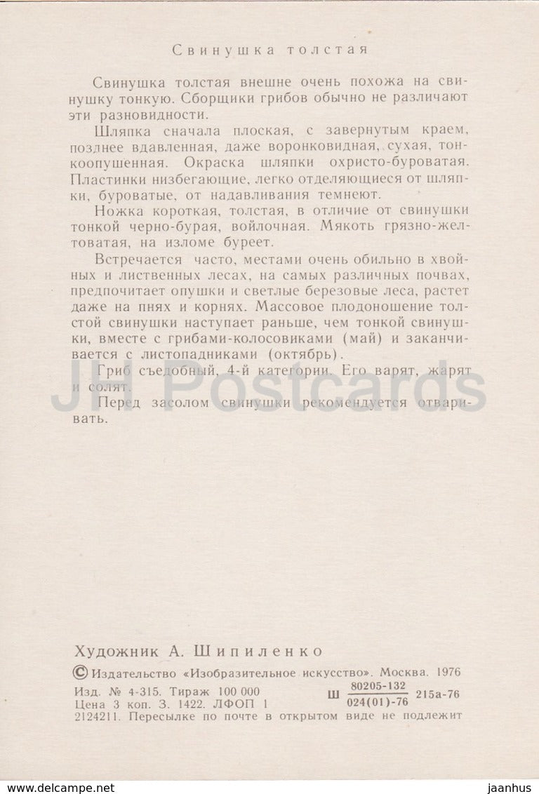 Velvet roll-rim Mushroom - Suillus grevillei - illustration by A. Shipilenko - Mushrooms - 1976 - Russia USSR - unused - JH Postcards