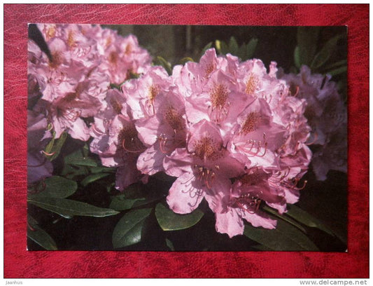 rhododendron - rhododendron  catawbiense -  flowers - Czechoslovakia - unused - JH Postcards
