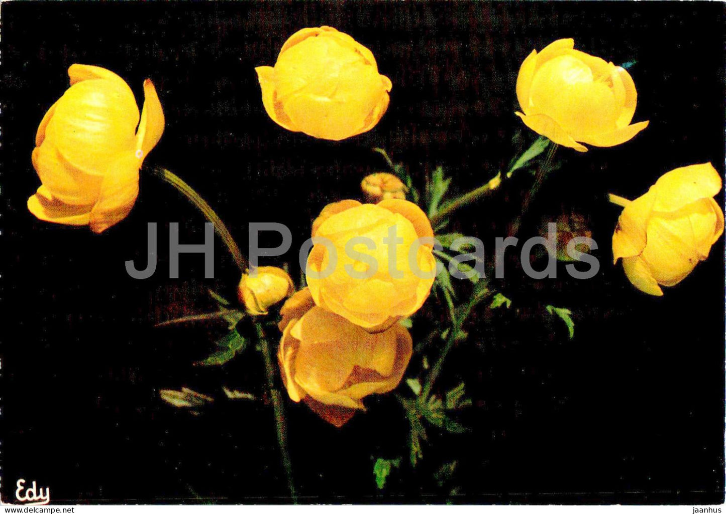 Images de Chez Nous - Le Trole Boule D'Or - Globeflower - Trollius Europaeus - flowers - France - unused