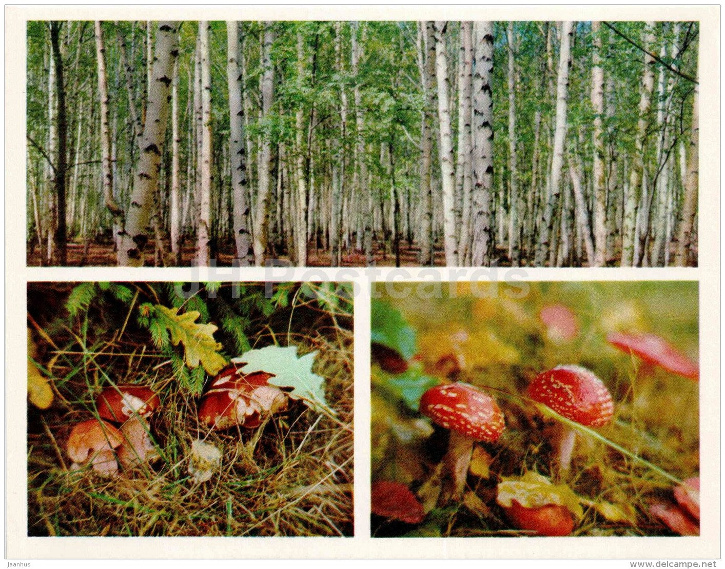 mushrooms - toadstool - birch forest - Nature Encounter - 1973 - Russia USSR - unused - JH Postcards