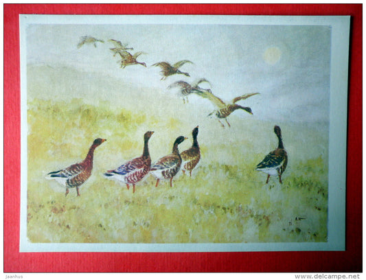 illustration by A. Komarov - Wild Goose - Anser ferus - birds - 1975 - Russia USSR - unused - JH Postcards