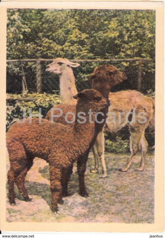llama guanaco and alpaco - animals - zoo - 1963 - Russia USSR - unused - JH Postcards
