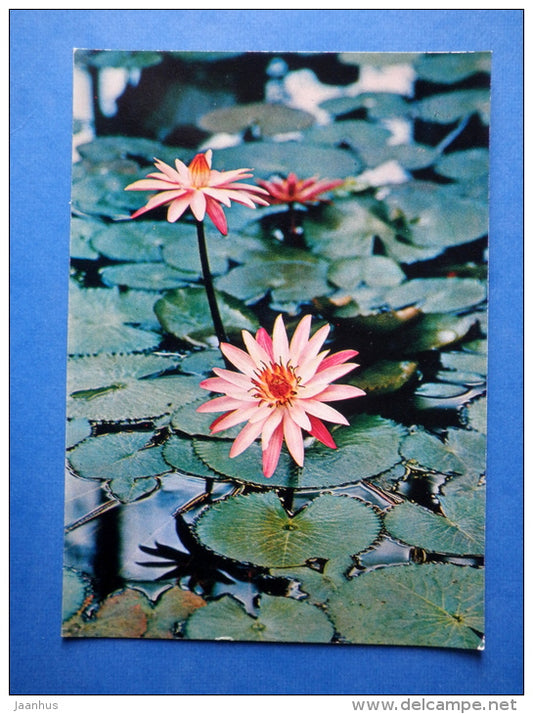Nymphaea hybr - water lily - flowers - Botanical Garden of the USSR - 1973 - Russia USSR - JH Postcards