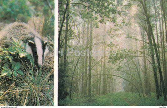 Belovezhskaya Pushcha National Park - European badger - Meles meles - 1981 - Berarus USSR - unused - JH Postcards