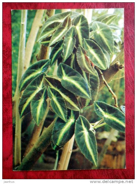 striped begonia - Begonia listada - flowers - 1987 - Russia - USSR - unused - JH Postcards
