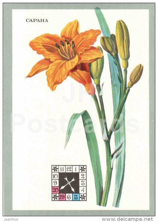 lily - Flowers-Clock - plants - flowers - 1980 - Russia USSR - unused - JH Postcards
