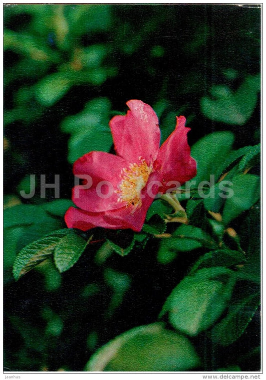 Cinnamon Rose - rosa cinnamomea - medicinal plants - 1976 - Russia USSR - unused - JH Postcards