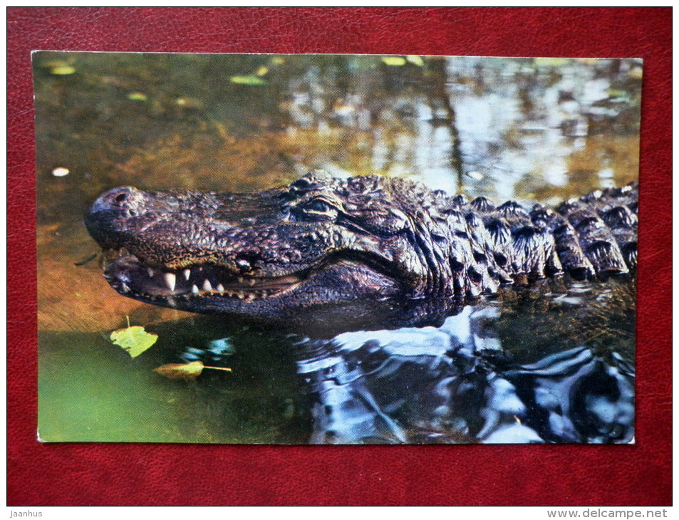 American alligator - Alligator mississippiensis - reptile - 1976 - Russia USSR - unused - JH Postcards
