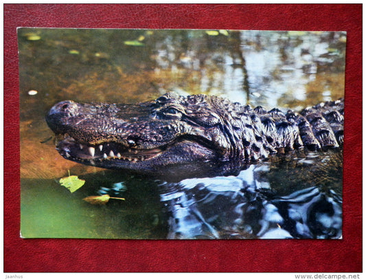 American alligator - Alligator mississippiensis - reptile - 1976 - Russia USSR - unused - JH Postcards