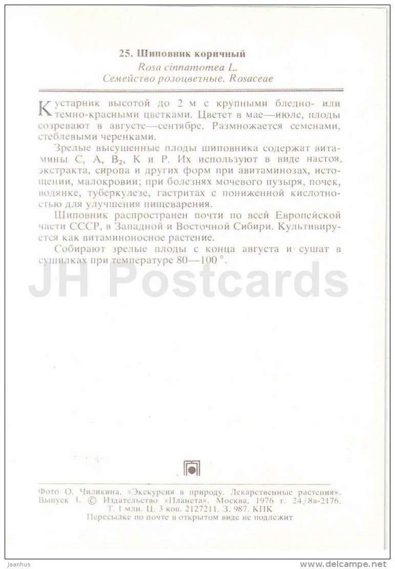 Cinnamon Rose - rosa cinnamomea - medicinal plants - 1976 - Russia USSR - unused - JH Postcards