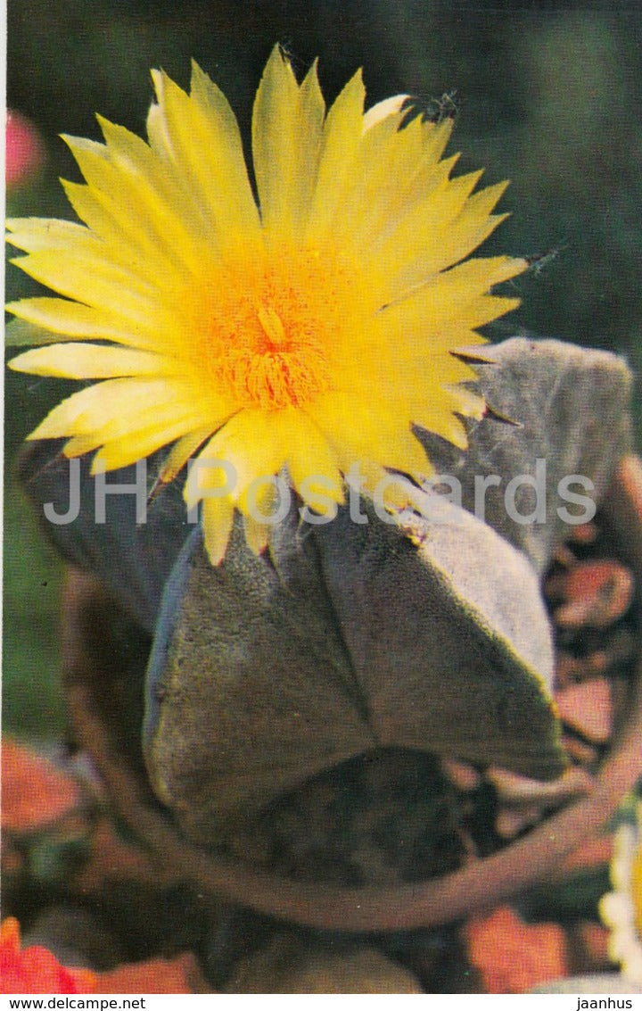 Bishop's Cap - Astrophytum myriostigma - cactus - flowers - 1974 - Russia USSR - unused - JH Postcards