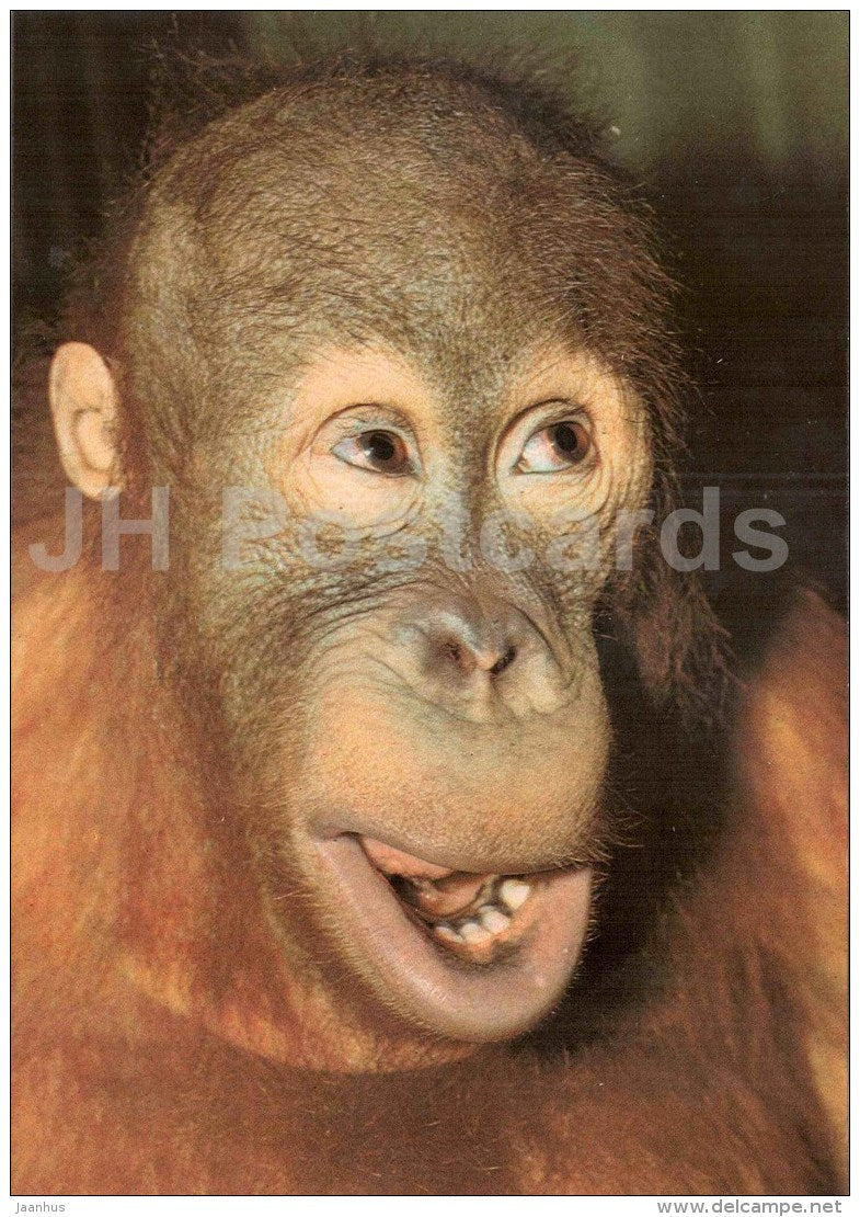 Bornean orangutan - Pongo pygmaeus - monkey - large format card - Tallinn Zoo 50 - 1989 - Estonia USSR - unused - JH Postcards