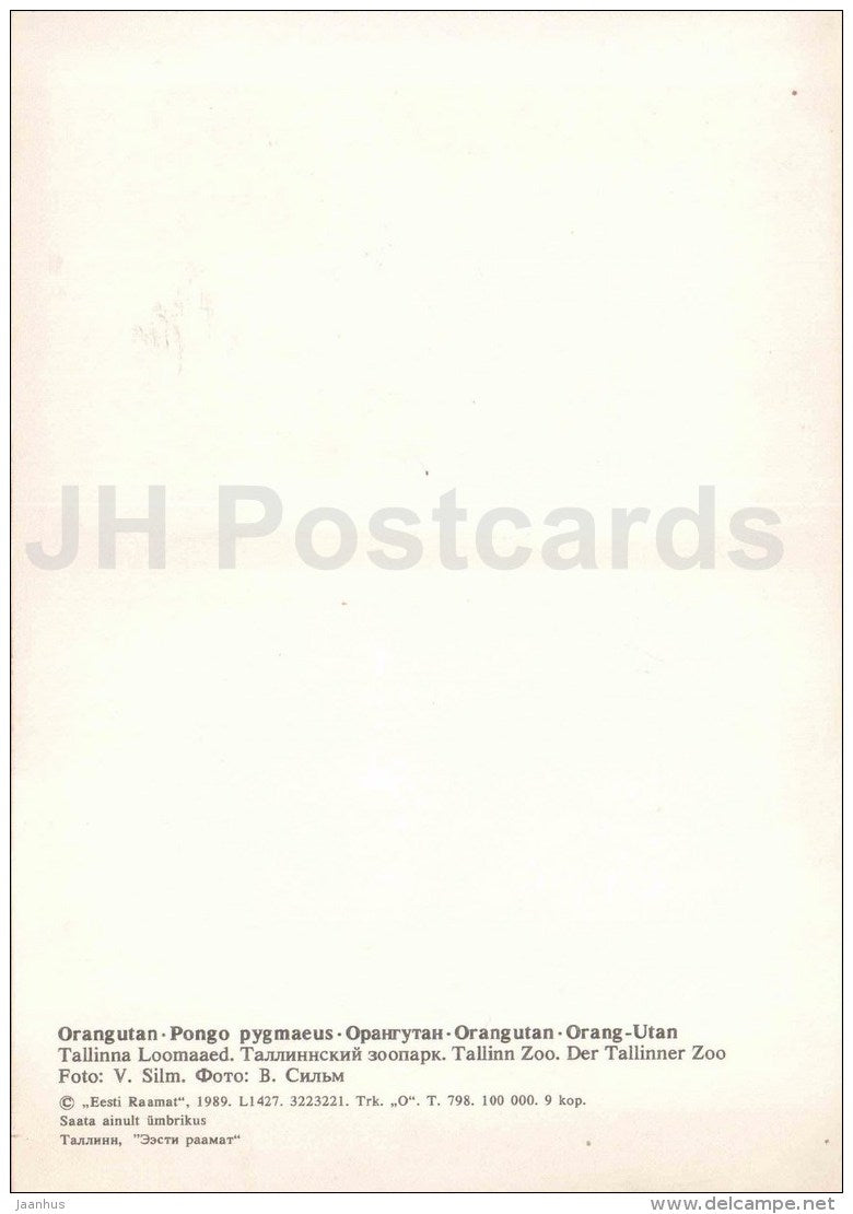 Bornean orangutan - Pongo pygmaeus - monkey - large format card - Tallinn Zoo 50 - 1989 - Estonia USSR - unused - JH Postcards