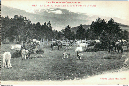 Le Capcir - Paturages dans la Foret de la Matte - 450 - animals - cow - old postcard - France - unused - JH Postcards