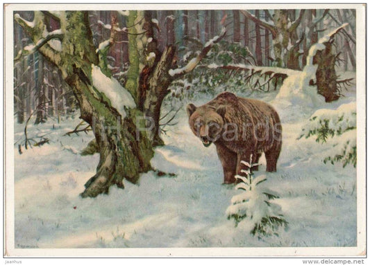 Brown bear in the Taiga - winter - 2844 - old postcard - Russia - unused - JH Postcards