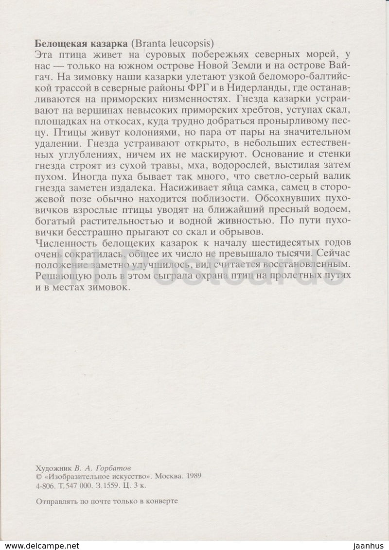 Nonnengans - Branta leucopsis - Illustration von V. Gorbatov - Vögel - 1989 - Russland UdSSR - unbenutzt