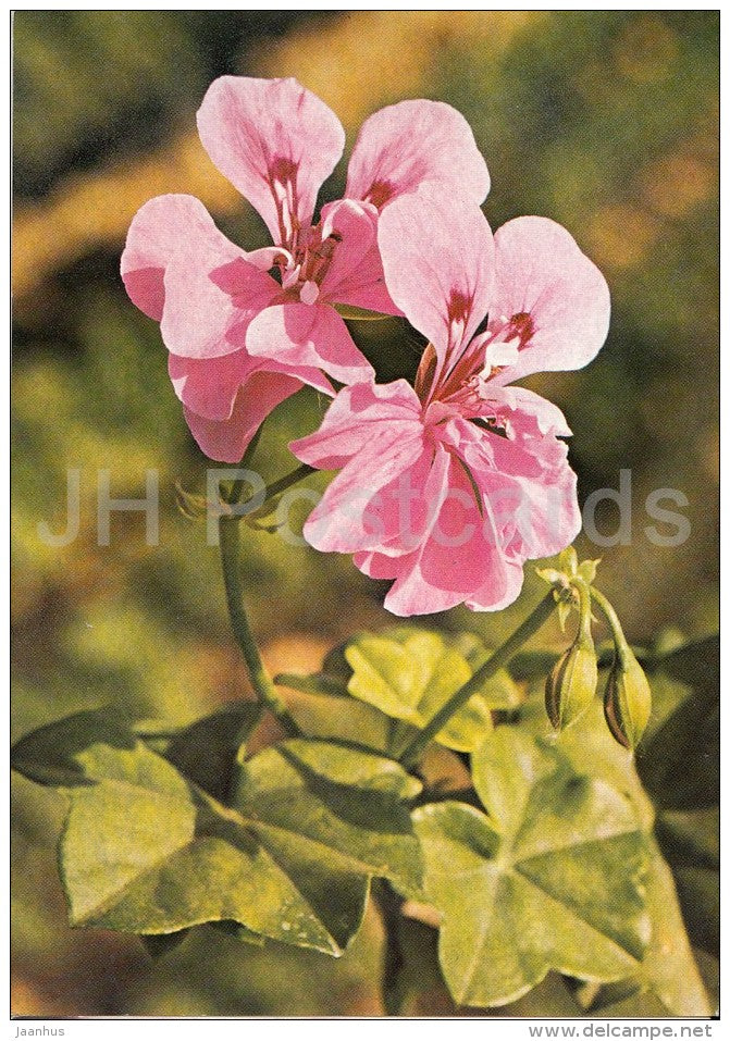 Amethyst - flowers - Geranium - 1985 - Czech - Czechoslovakia - unused - JH Postcards