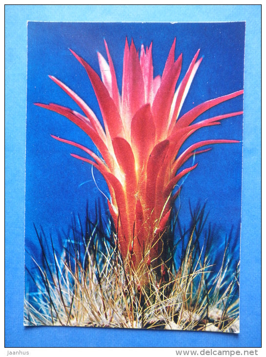 Neochinelia villosa - cactus - flowers - Botanical Garden of the USSR - 1973 - Russia USSR - JH Postcards