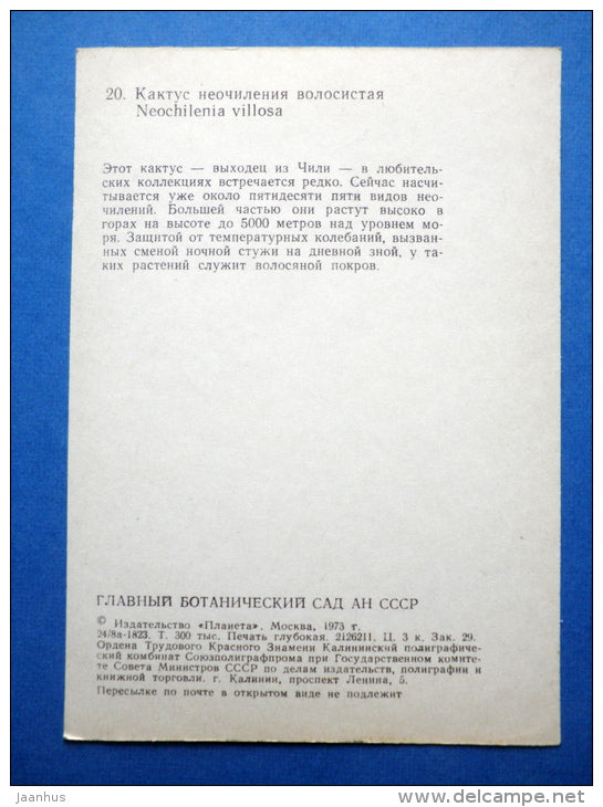 Neochinelia villosa - cactus - flowers - Botanical Garden of the USSR - 1973 - Russia USSR - JH Postcards