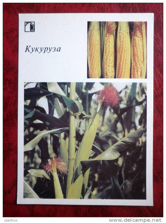Corn - Maize - plants - 1986 - Russia - USSR - unused - JH Postcards