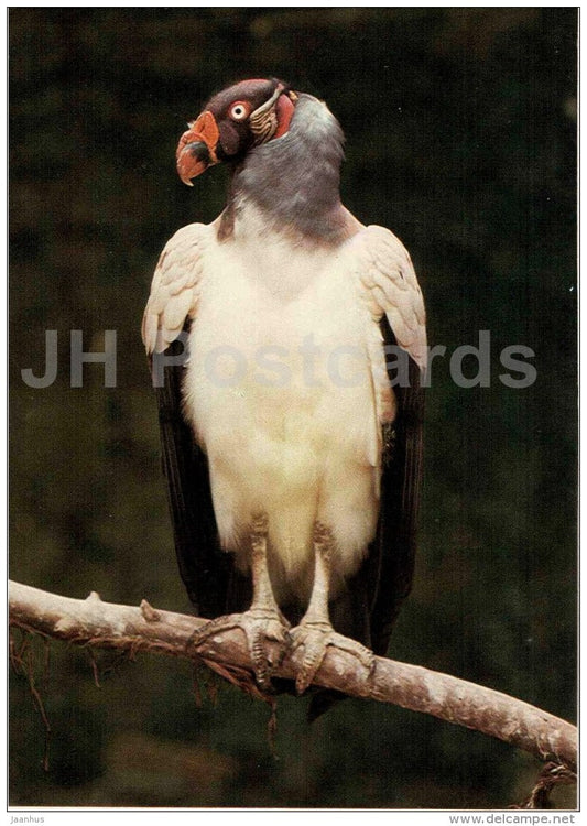 King vulture - Sarcoramphus papa - bird - Zoo Animals - Czehoslovakia - unused - JH Postcards