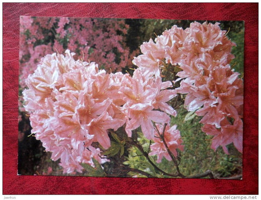 rhododendron - rhododendron  japonicum -  flowers - Czechoslovakia - unused - JH Postcards