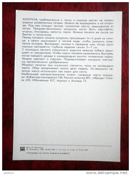 Corn - Maize - plants - 1986 - Russia - USSR - unused - JH Postcards