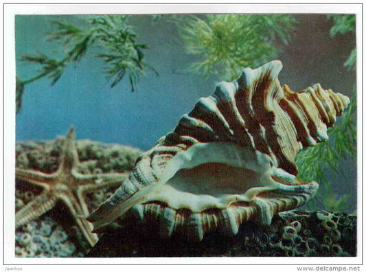 Cymatium Femorale - shells - clams - mollusc - 1974 - Russia USSR - unused - JH Postcards