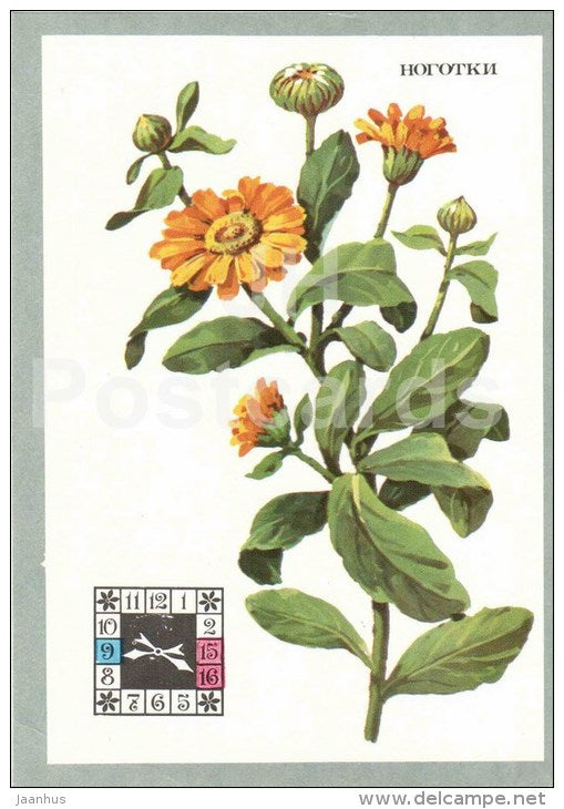 English marigold - Calendula officinalis - Flowers-Clock - plants - flowers - 1980 - Russia USSR - unused - JH Postcards