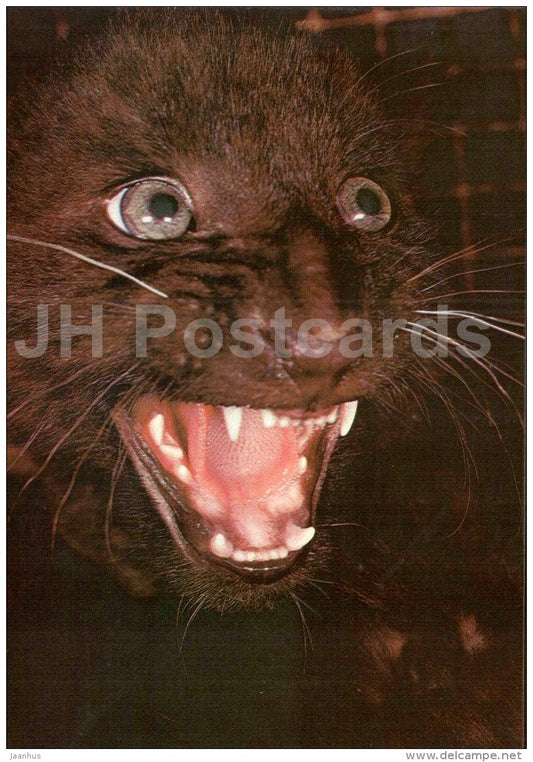 African leopard - Panthera pardus - large format card - Tallinn Zoo 50 - 1989 - Estonia USSR - unused - JH Postcards