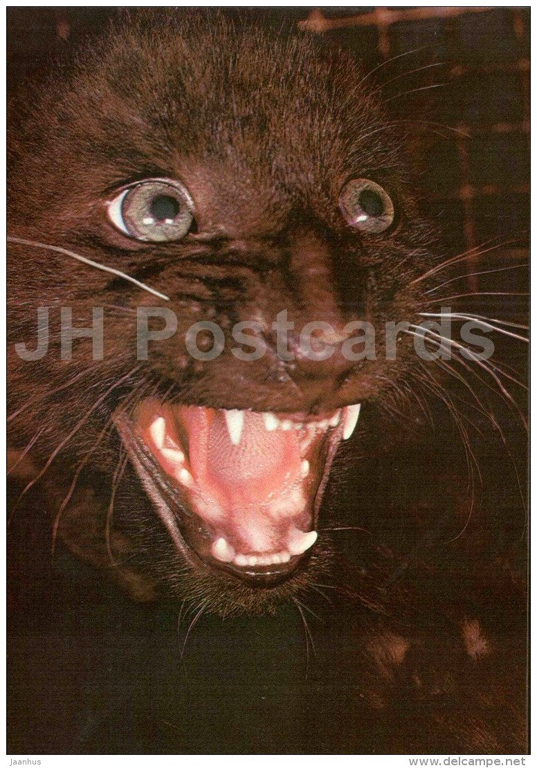 African leopard - Panthera pardus - large format card - Tallinn Zoo 50 - 1989 - Estonia USSR - unused - JH Postcards