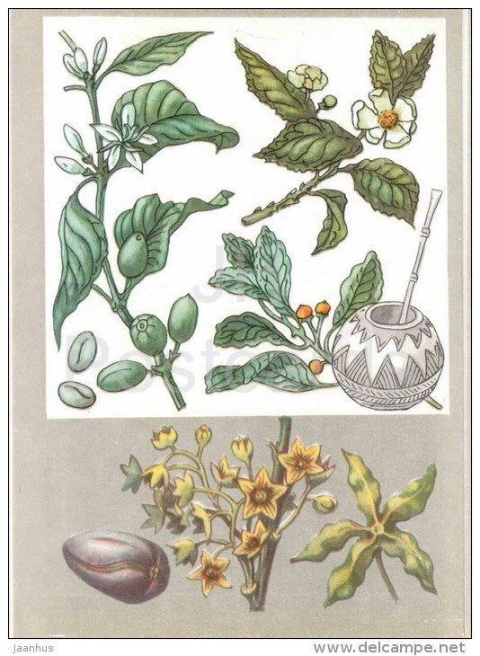 cola - Yerba mate - tea - coffee - Amazing Plants - 1976 - Russia USSR - unused - JH Postcards