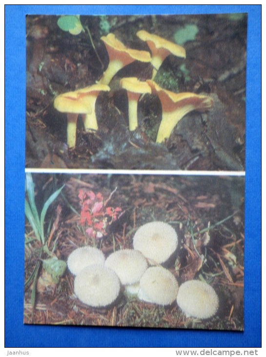 Chanterelle - Cantharellus cibarius - Common Puffball - Lycoperdon perlatum - mushrooms - 1976 - Estonia USSR - unused - JH Postcards