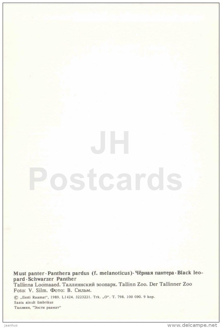 African leopard - Panthera pardus - large format card - Tallinn Zoo 50 - 1989 - Estonia USSR - unused - JH Postcards