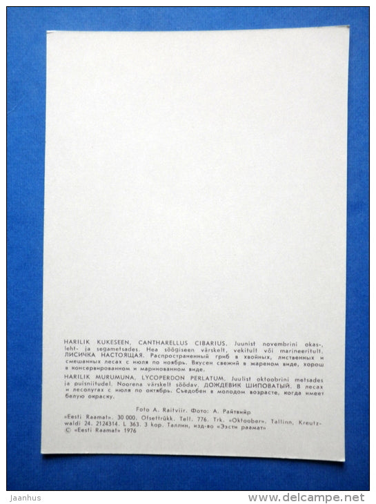 Chanterelle - Cantharellus cibarius - Common Puffball - Lycoperdon perlatum - mushrooms - 1976 - Estonia USSR - unused - JH Postcards