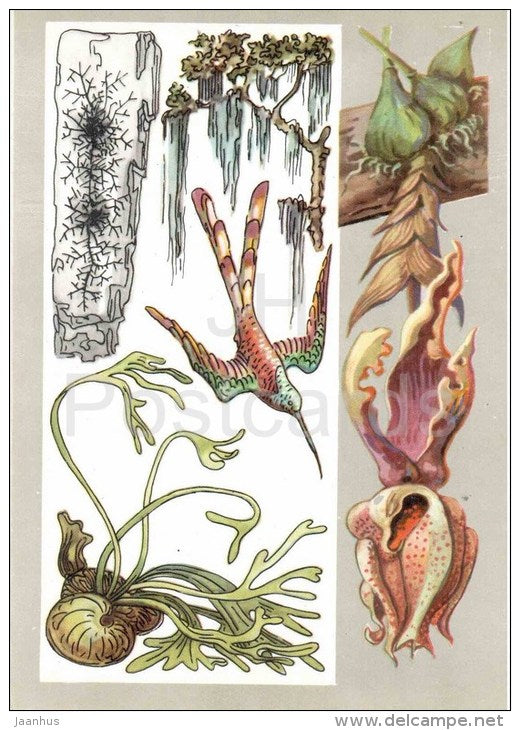 epiphytic liverworts - Epiphytes - Amazing Plants - 1976 - Russia USSR - unused - JH Postcards