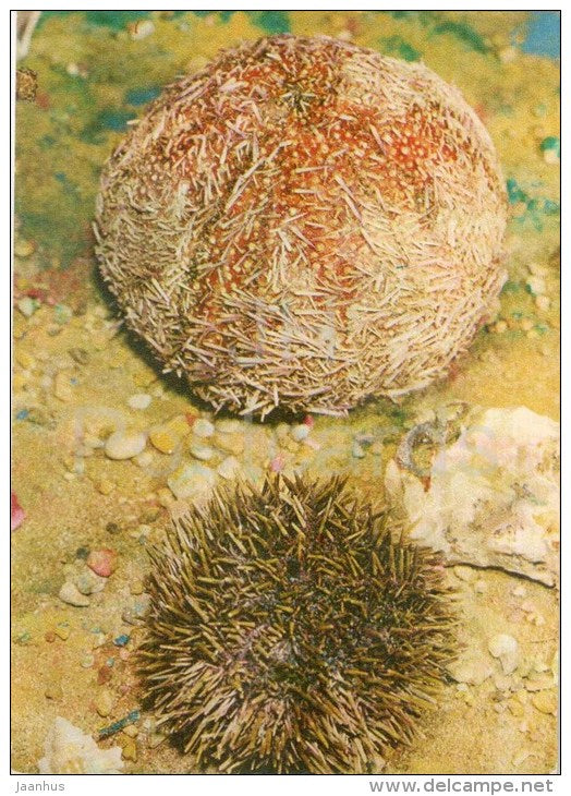 Green sea urchin - Strongylocentrotus droebachiensis - 1975 - Russia USSR - unused - JH Postcards