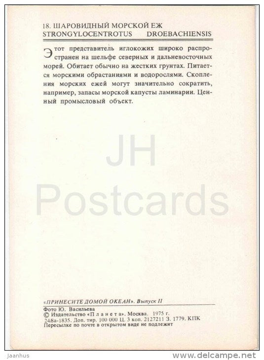 Green sea urchin - Strongylocentrotus droebachiensis - 1975 - Russia USSR - unused - JH Postcards