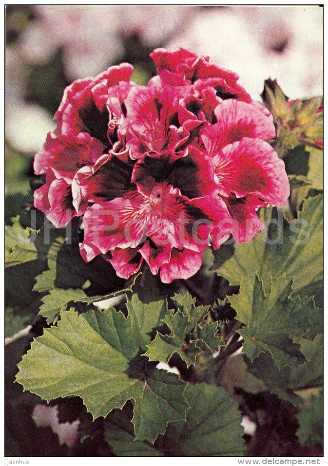 Rembrandt - flowers - Geranium - 1985 - Czech - Czechoslovakia - unused - JH Postcards