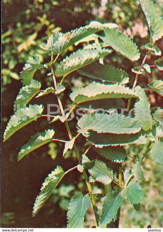 Great Burnet - Sanguisorba officinalis - Medicinal Plants - 1981 - Russia USSR - unused - JH Postcards