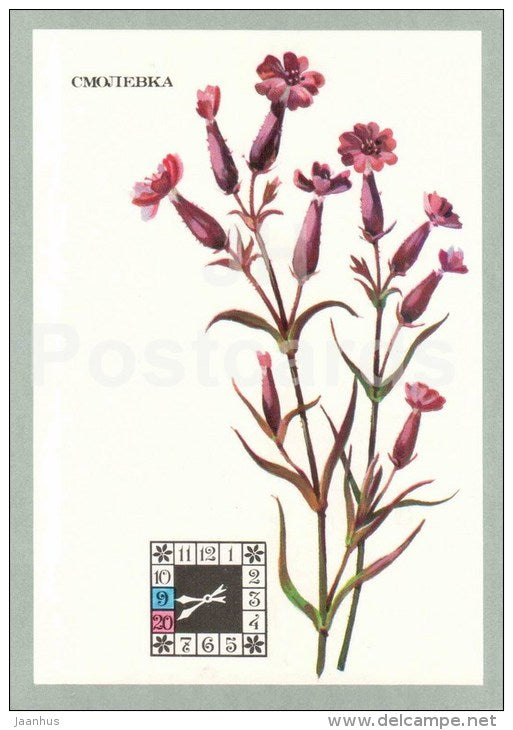Silene - Flowers-Clock - plants - flowers - 1980 - Russia USSR - unused - JH Postcards