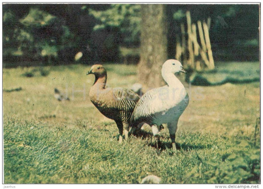 Upland Goose - Chloephaga picta - birds - postcard on thin paper - Riga Zoo - Latvia USSR - unused - JH Postcards