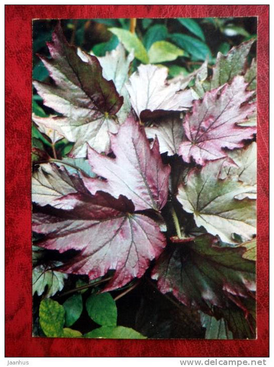 Kupferkönigin - Begonia Diadema - flowers - 1987 - Russia - USSR - unused - JH Postcards