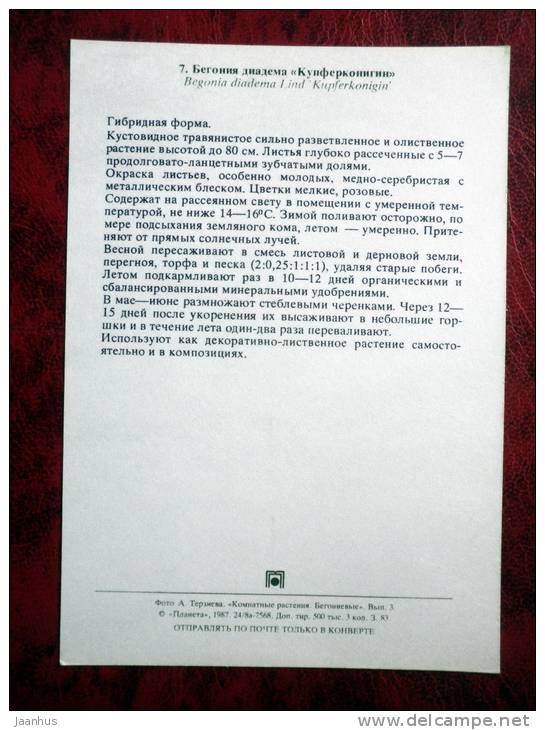 Kupferkönigin - Begonia Diadema - flowers - 1987 - Russia - USSR - unused - JH Postcards